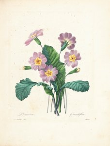 「最も美しい花と最も美しい果実の選択」、Vol。 II、1827-33